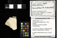 Foto (Objekt + Etiketten) von Goniodromites bidentatus (Reuss, 1859) 